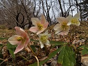 02 Ellebori in fiore (Helleborus niger) sui sentieri per il Pizzo Grande
